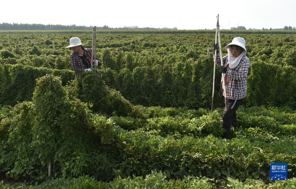 菠菜台子导航
